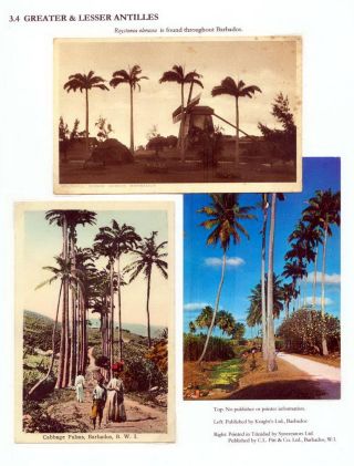THE ROYAL PALM TOUR – sheet 59