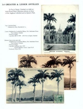THE ROYAL PALM TOUR – sheet 61