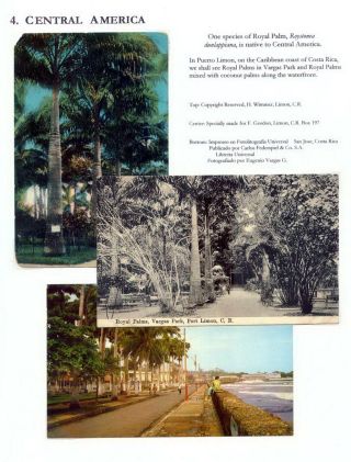 THE ROYAL PALM TOUR – sheet 62
