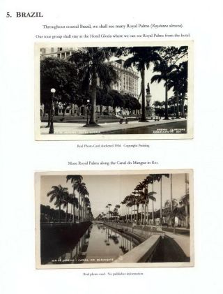 THE ROYAL PALM TOUR – sheet 67