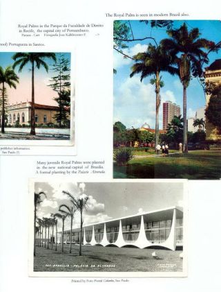 THE ROYAL PALM TOUR – sheet 71