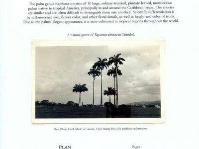 THE ROYAL PALM TOUR