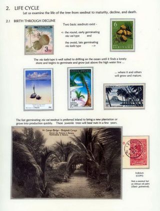 COCONUTS – sheet 6
