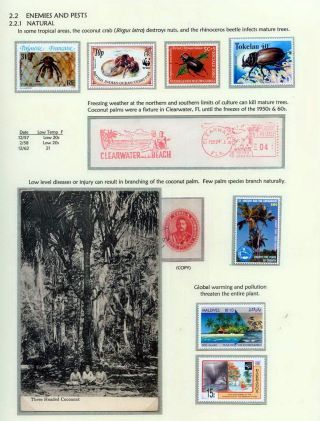 COCONUTS – sheet 11