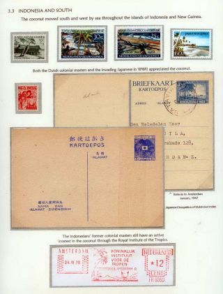 COCONUTS – sheet 21