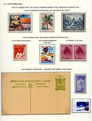 COCONUTS – sheet 23