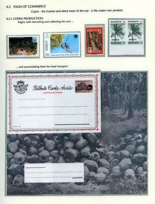 COCONUTS – sheet 45