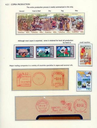 COCONUTS – sheet 48