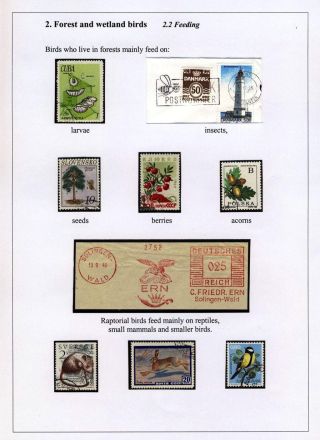 PTÁCI OSTROVA HIIUMAA – list 18