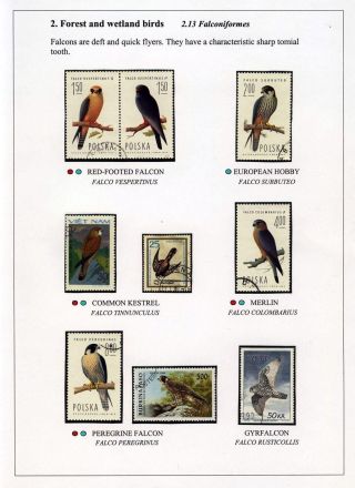 PTÁCI OSTROVA HIIUMAA – list 30