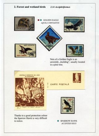 PTÁCI OSTROVA HIIUMAA – list 31