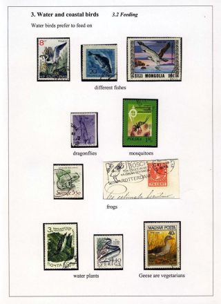 PTÁCI OSTROVA HIIUMAA – list 34