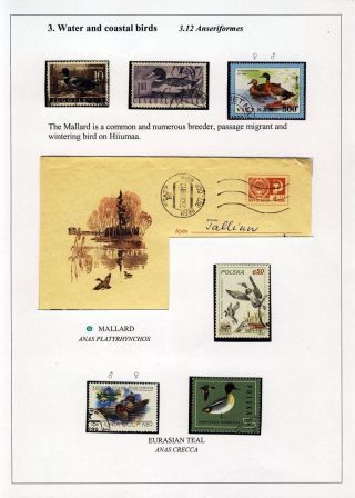 PTÁCI OSTROVA HIIUMAA – list 42