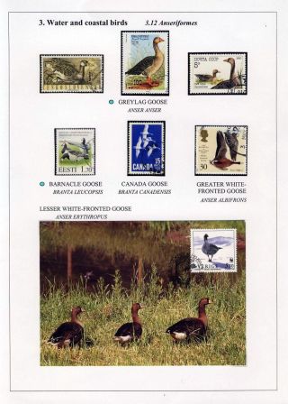 PTÁCI OSTROVA HIIUMAA – list 45
