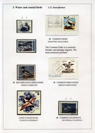 PTÁCI OSTROVA HIIUMAA – list 46