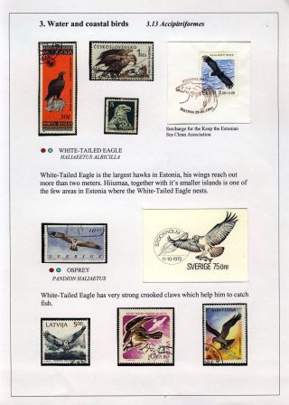 PTÁCI OSTROVA HIIUMAA – list 48