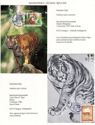 ANALOGICKÉ POHLEDNICE: KOČKOVITÍ - DIVOKÉ KOČKY – list 3