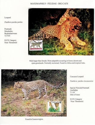 ANALOGICKÉ POHLEDNICE: KOČKOVITÍ - DIVOKÉ KOČKY – list 6