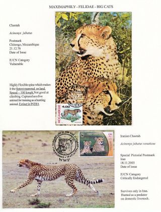 ANALOGICKÉ POHLEDNICE: KOČKOVITÍ - DIVOKÉ KOČKY – list 8