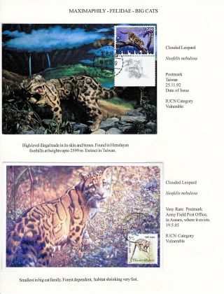 ANALOGICKÉ POHLEDNICE: KOČKOVITÍ - DIVOKÉ KOČKY – list 9