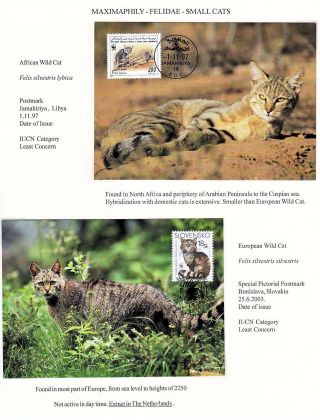 ANALOGICKÉ POHLEDNICE: KOČKOVITÍ - DIVOKÉ KOČKY – list 11