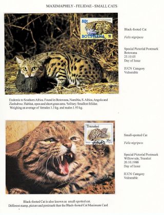 ANALOGICKÉ POHLEDNICE: KOČKOVITÍ - DIVOKÉ KOČKY – list 14