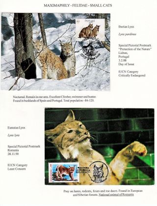 ANALOGICKÉ POHLEDNICE: KOČKOVITÍ - DIVOKÉ KOČKY – list 15