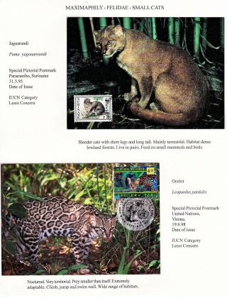 ANALOGICKÉ POHLEDNICE: KOČKOVITÍ - DIVOKÉ KOČKY – list 16