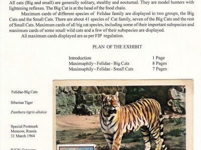 MAXIMAPHILY - FELIDAE - WILDCATS