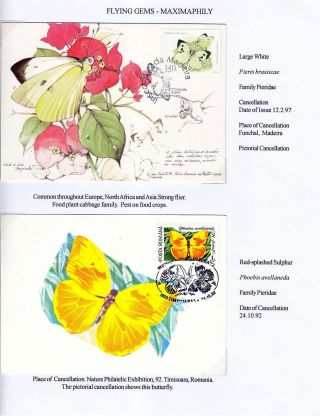 FLYING GEMS OR LEPIDOPTERA - MAXIMAPHILY – sheet 39