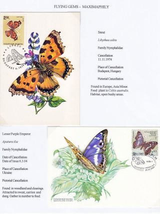 FLYING GEMS OR LEPIDOPTERA - MAXIMAPHILY – sheet 51