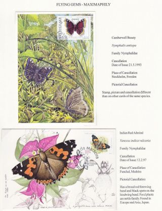 FLYING GEMS OR LEPIDOPTERA - MAXIMAPHILY – sheet 55