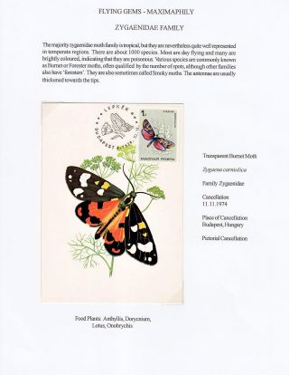 FLYING GEMS OR LEPIDOPTERA - MAXIMAPHILY – sheet 62
