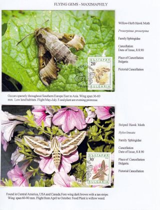 FLYING GEMS OR LEPIDOPTERA - MAXIMAPHILY – sheet 70