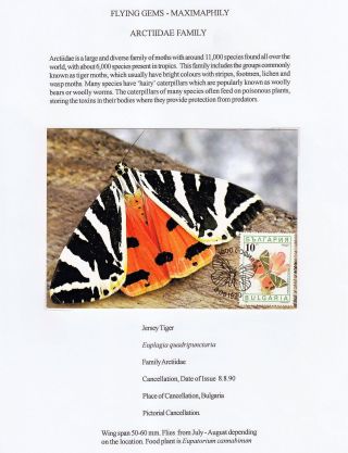FLYING GEMS OR LEPIDOPTERA - MAXIMAPHILY – sheet 73